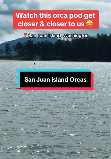 Incredible Whale Watching Tour in San Juan Islands