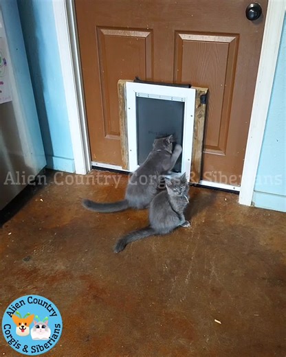 😺My Pokémon kittens from a previous litter. My babies always grow up surrounded by family, learning gentle play with my children and dogs. Com ment INFO or inbox me for adoption details📥 Liam@ AlienCountry. org (BTW if you're wondering why I put the big watermark over this, it's because scammers often steal stuff like this then try to sell folks fake kittens😡) #siberianforestcat #siberianforestcats #siberiancat #siberiancats #organiccats