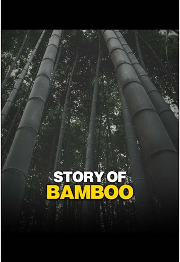 The Inspiring Story of the Bamboo: Motivation and Success