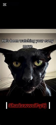 [ Cat memes ] Beware of Evil Larry because he is on your sealing. #viral #shorts.