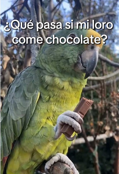 🍫🦜 ¿Le puedo dar hocholate a mi loro? ¿Sabías que el chocolate no es un alimento adecuado para los loros? 🚨 A veces compartimos con ellos lo que estamos comiendo porque nos miran con esos ojitos y parece que les encanta… pero algunos alimentos que son normales para nosotros pueden ser perjudiciales para ellos. 💚 Una buena alimentación es clave para que tu loro tenga una vida saludable. 👉 Antes de darle un alimento, asegúrate de que sea seguro para él. ¿Sabías que el chocolate podía ser perj