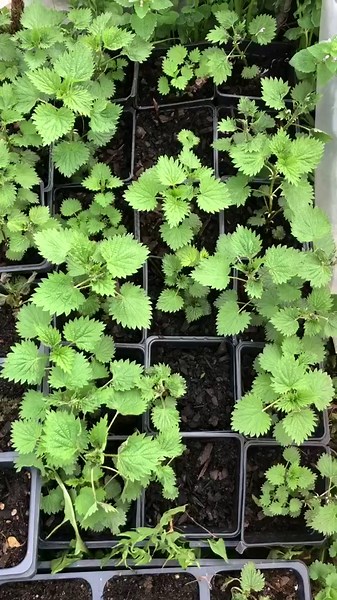 Organic Stinging Nettle Plant, Urtica dioica - Live Plant in 2.5" Pot - Survival Food, Nutritious Herb by Smoke Camp Crafts