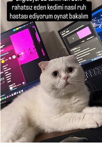 Kedi Fotoğrafları ile Psikolojik Savaş