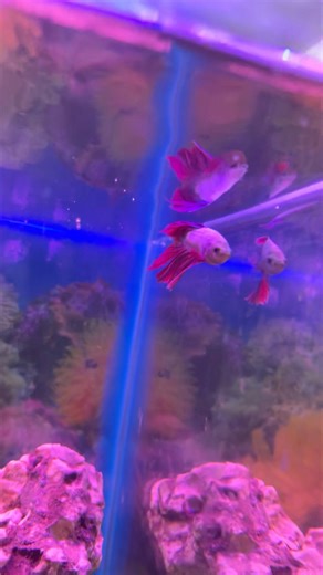 ( Buy new red fish 🐠) #turtle #fish #shorts