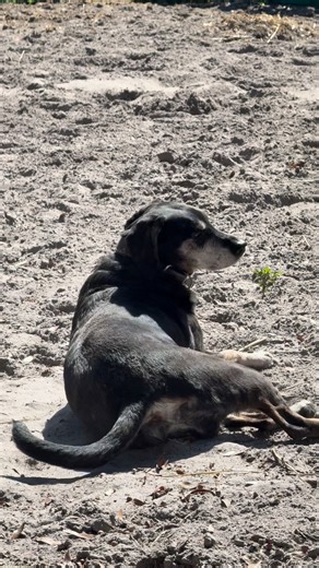 The best farm dog | D & D Ranch