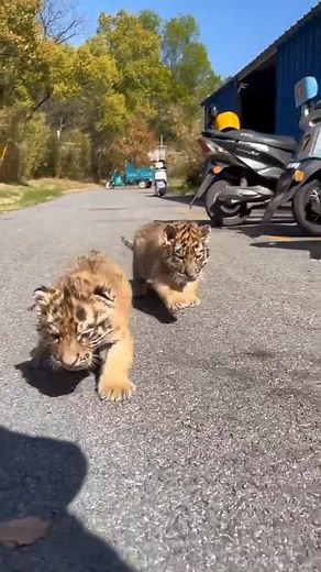 What a nice morning walk 😃 | Interesting & Surprising