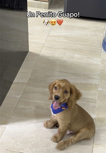 Un Perrito Guapo: Cocker Spaniel Adorable