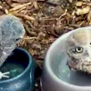 This baby owl taking a bath is too cute! 🦉 via Daily Picks and Flicks | In The Know