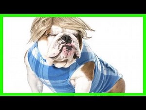 Canine alopecia: symptoms, causes and treatment