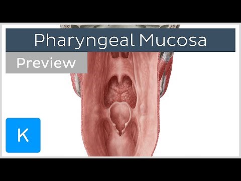 Pharyngeal Mucosa (preview) - Human Anatomy | Kenhub