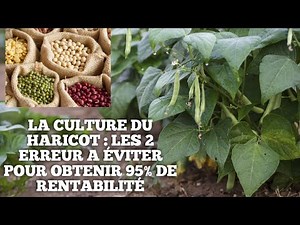 LA CULTURE DU HARICOT : LES 2 ERREUR A ÉVITER POUR OBTENIR 95% DE RENTABILITÉ