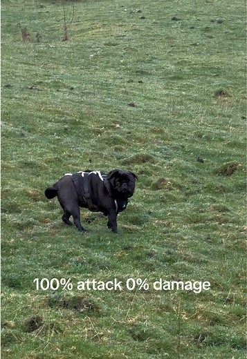 Cute and Funny Pug Moments That Make You Smile