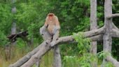Male Proboscis Monkey aroused and preparing for mating