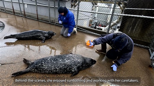 12K views · 1.2K reactions | It is with the heaviest of hearts that we announce the loss of Boots, our beloved 35 year old harbor seal. Boots touched countless lives, and her absence is felt throughout the aquarium and beyond. Read the full story: aquarium.org/ocaq-mourns-boots | Oregon Coast Aquarium | Facebook