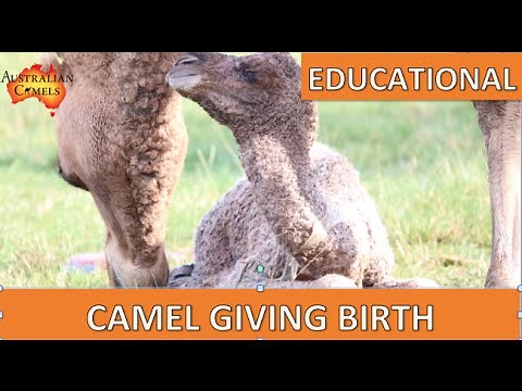 Camel Giving Birth: Educational