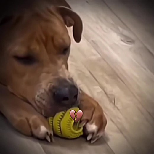 Playful Dog and Capybaras: A Heartwarming Animal Scene