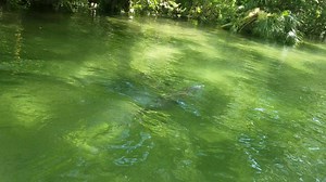 25K views · 595 reactions | One never knows what they may see on the Weeki Wachee River. Pretty cool today. | SUP WEEKI | Facebook