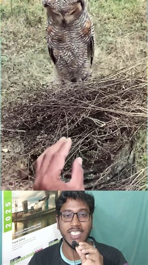 A bird's nest hidden deep in the forest suddenly came into view 😱🪺 #birdnest #wildlife #forest #s...