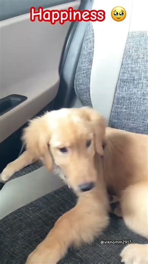 How Can Anyone Be This Cute? 😍 | Max the Cutest Dog Ever | Heart-Melting Moments 🐶💖