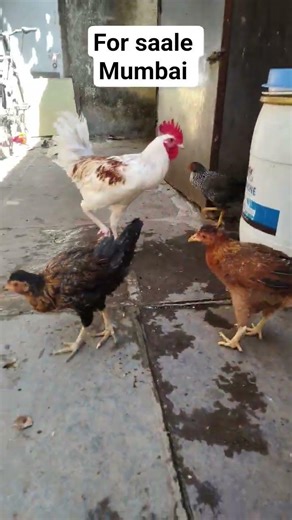 Pure desi murga murgi for sale mumbai 93242-74776