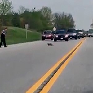 Some people are upset after a situation involving a groundhog that was acting strangely ended with a Maryland deputy shooting the animal in the middle of the road. Would you have done anything different? https://nbc4i.co/2jLFCTP | NBC4