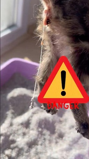 Warning: Intestinal Worms in Cats — What You MUST Do to Save Your Cat!”