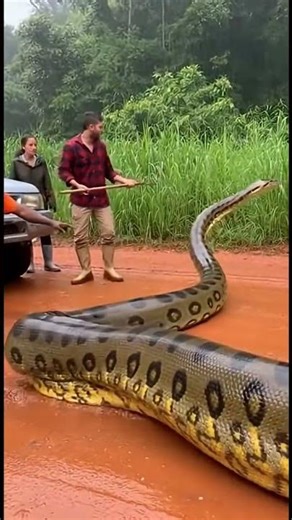 huge python at the road #comedy #funny