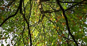 sycamore tree in the autumn season with foliage changing color, changing the color of the foliage of the sycamore in autumn