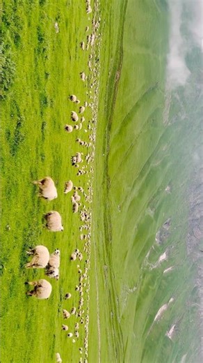 🐑🌄 Lost in Kazbegi’s Mountain Dreams! #sheep #mountains #kazbegi #georgia