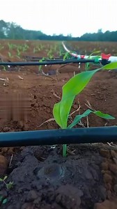 Drip irrigation system Water 💦 for production 💦💦 | Davis agricultural engineering solutions