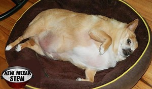 FAT DOGS and CATS GO VIRAL: Adorable Fat Pets