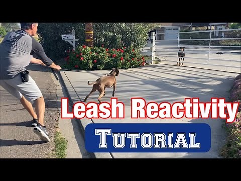 Watch a leash reactivity session//no treats or shocks!