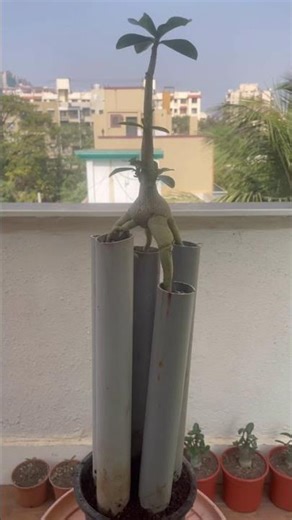 Crazy Pipe Adenium — Alien Bonsai Style Revealed!”