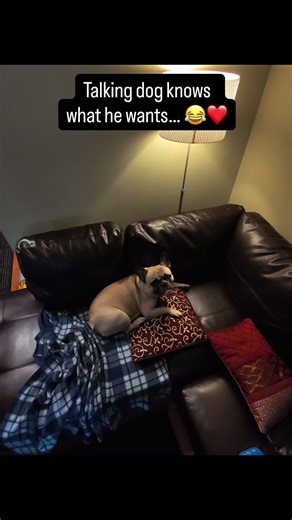 Talking dog knows what he wants… 😂❤️ #frenchbulldog #frenchie #talkingdog #happydog