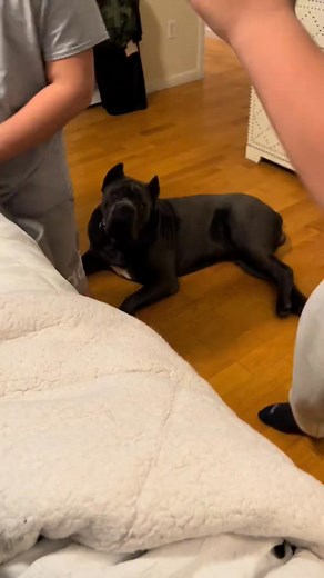 11K views · 218 reactions | Proper training is key to building trust and ensuring safety.  #DogTrainingTips #DogBehavior #TrainingDogs #CaneCorso #ProtectiveDogs #FamilyProtection #~ #CaneCorsoLife | BABY.Ok891 | Facebook