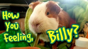 72 reactions · 9 comments | Billy, How You Feeling? Full Video: https://www.youtube.com/playlist?list=PLdljnEoWqWF37o5wCTyw_MosSPl5Uu7ix #guineapigs #guineapigsof_ig #cuys #scottysanimals #meerschweinchen #cobaye #cobaya #cuy | Scotty's Animals | Facebook