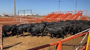 ABC-7 takes you inside nation's largest livestock port of entry; located in the Borderland
