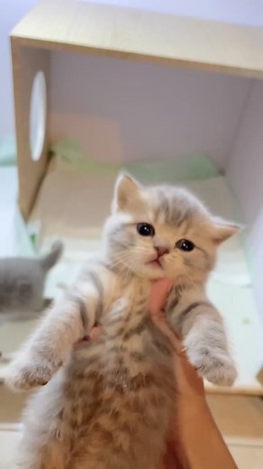 🍦Baby Lexa & Lexi #bsh #openadopt #kitten
