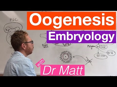 Oogenesis | Embryology