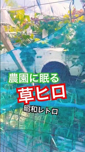 農園に残された驚き旧車！#草ヒロ #放置車両 #岡山