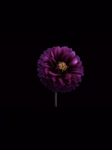Screaming Flower: A Dying Flower Time-lapse
