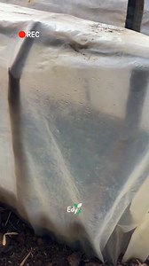 115K views · 1K reactions | making clone coffee seeds | Edy Agro | Facebook