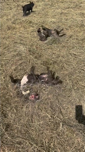 The Wolfpack’s Hay Inspection & Paddling Team 😂🌾🐾