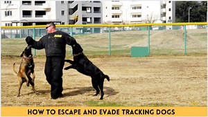 How To Escape And Evade Tracking Dogs - 10 Basic Tips To Know | 2026