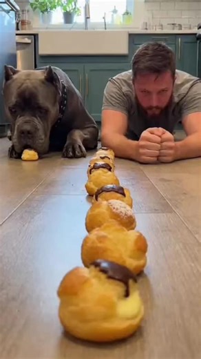 9 Cream Puffs. 1 Cane Corso. Zero Chance 😳