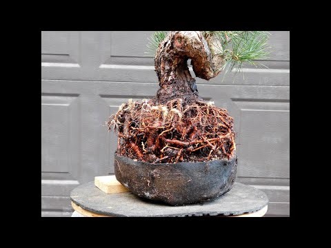 Golden State Bonsai Federation presents the November 2025 Golden Zoom featuring Tom Fincel