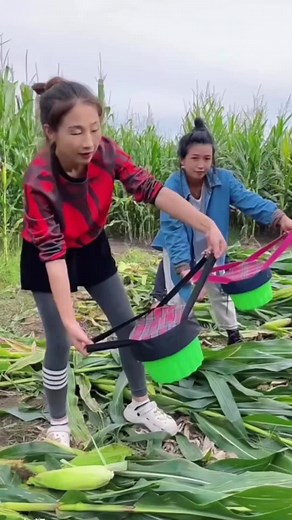 Harvesting Corn: A Step-by-Step Guide