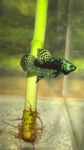 Alien Hybrid x Avatar 🔥✨ #bettafish #aquarium #fishcare