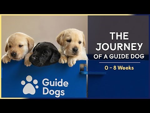 0-8 Weeks | Episode 3 | The Journey of a Guide Dog