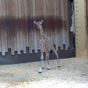 160K views · 20K reactions | Oh, baby, what a year! Here's a look back at some of the best baby moments of 2022  | Milwaukee County Zoo | Facebook